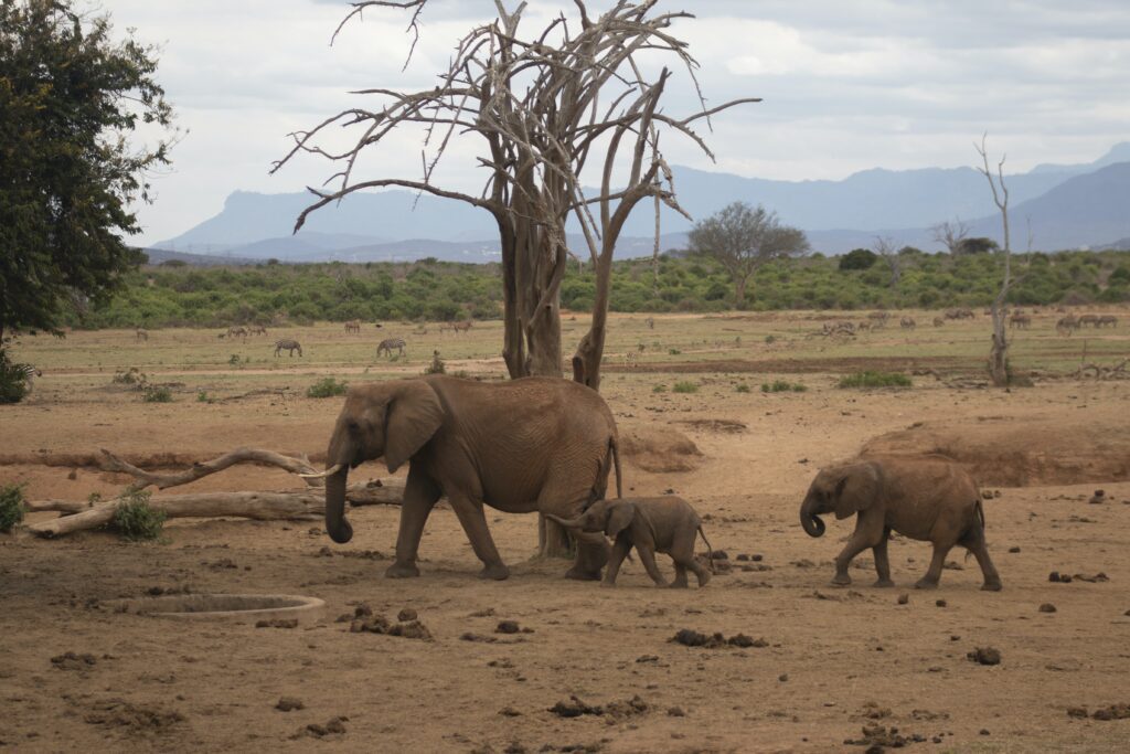 Famille d'éléphant durant un safari 