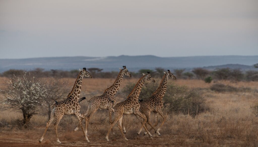 Vue de girafe durant un safari